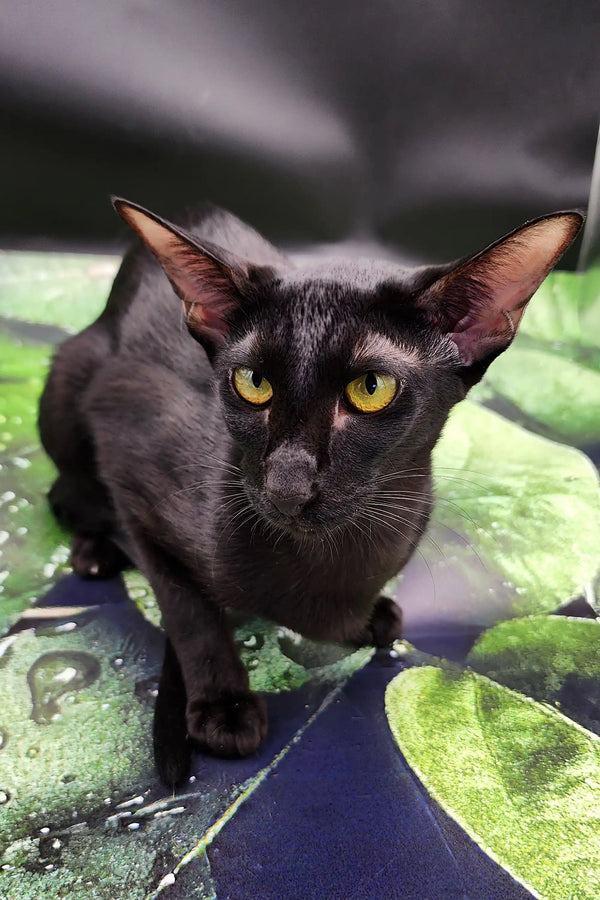 Julia | oriental kitten