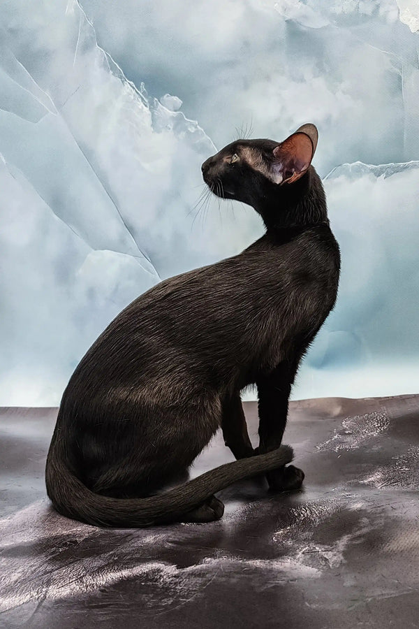 Julia | oriental kitten