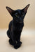 Black cat with big ears sitting up, perfect for Julia Oriental Kitten lovers