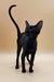 Black cat with an upright tail in alert pose, showcasing Julia Oriental Kitten’s charm