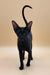 Cute Black cat with big ears and a tall tail from Julia Oriental Kitten line