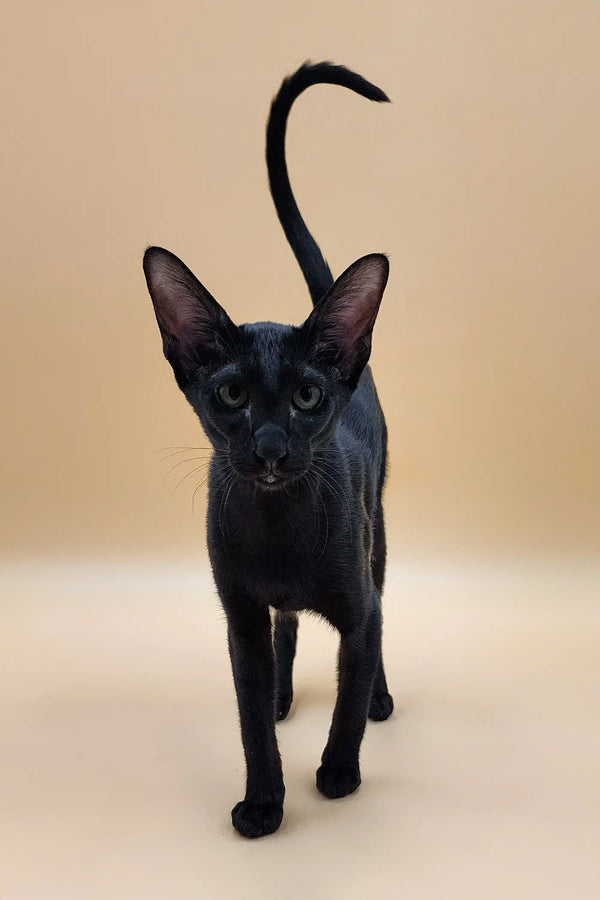 Short hair black kitten fashion