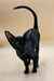 Black cat with arched tail and alert posture, perfect for Julia Oriental Kitten