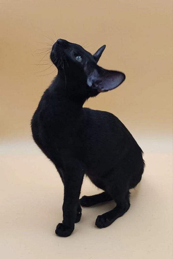 Meet Julian Unique Oriental Kitten with Green Eyes