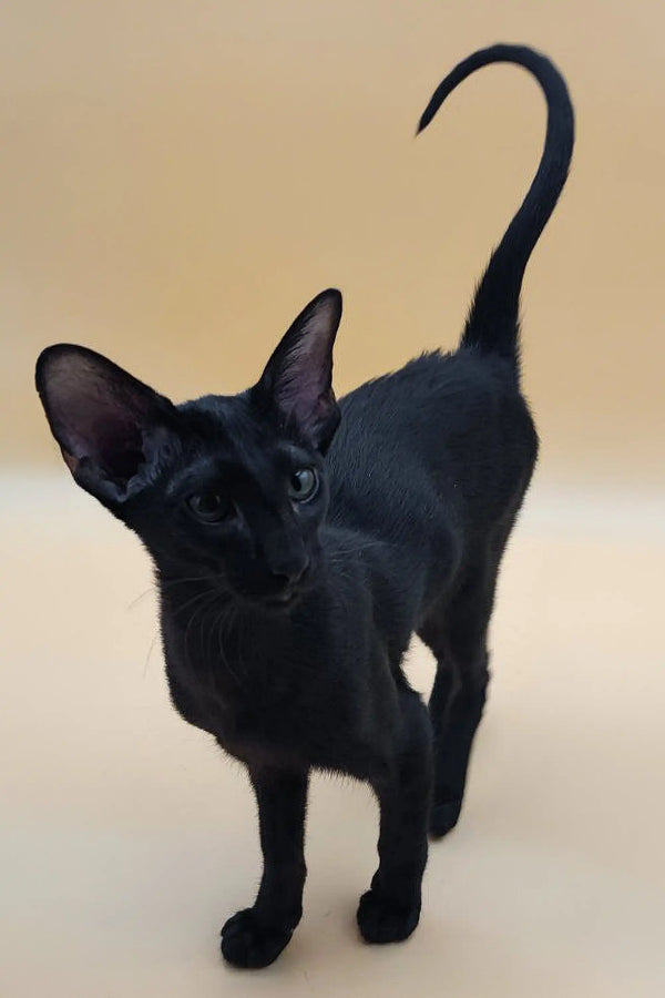 Black cat with arched tail and alert posture, perfect for an Oriental Kitten look