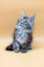 Fluffy gray Maine Coon kitten with bright blue eyes in Juliana product