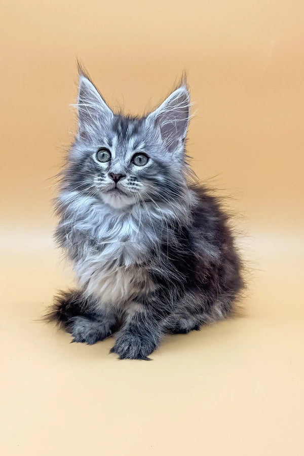 Fluffy grey Maine Coon kitten with bright blue eyes in Juliana product display