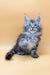 Fluffy grey Maine Coon kitten named Juliana sitting upright and looking adorable