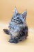 Cute Gray Maine Coon Kitten with Bright Blue Eyes from Juliana collection