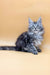 Gray and silver Maine Coon kitten Juliana with blue eyes and fluffy fur