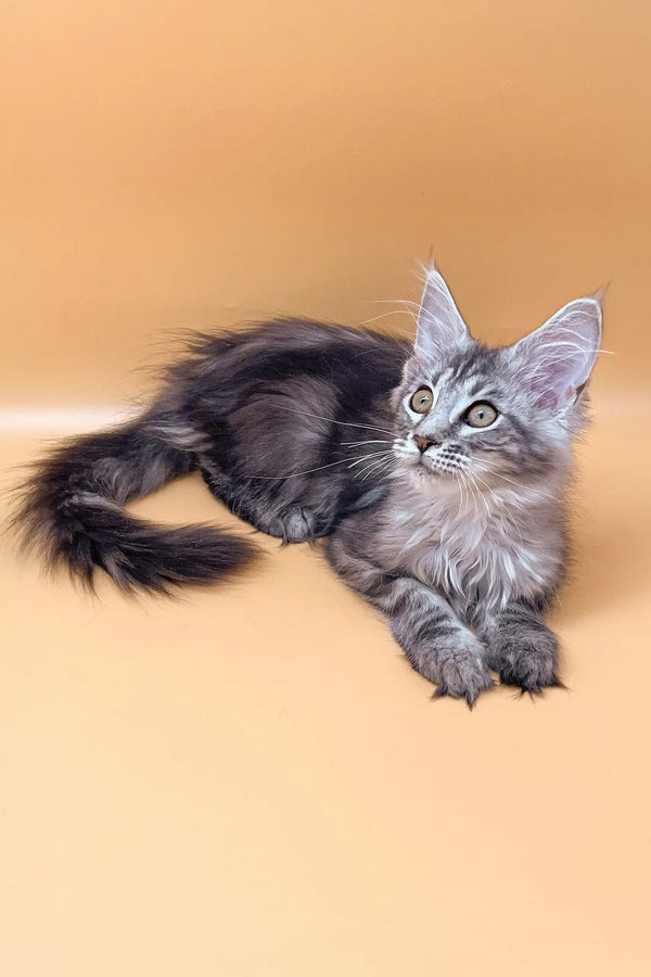 Gray tabby kitten from Juliana Maine Coon Kitten product collection