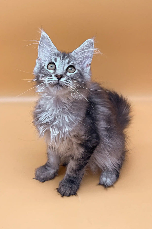 Gray tabby kitten with tufted ears in Juliana Maine Coon Kitten product image