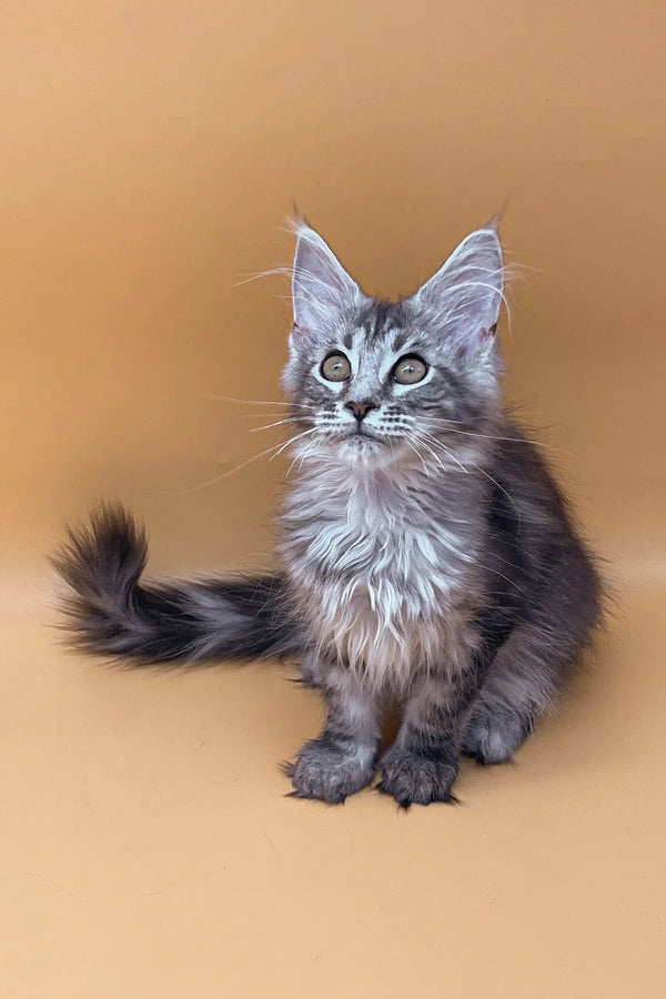 Cute Gray Tabby Maine Coon Kitten in Juliana product for adorable pet lovers
