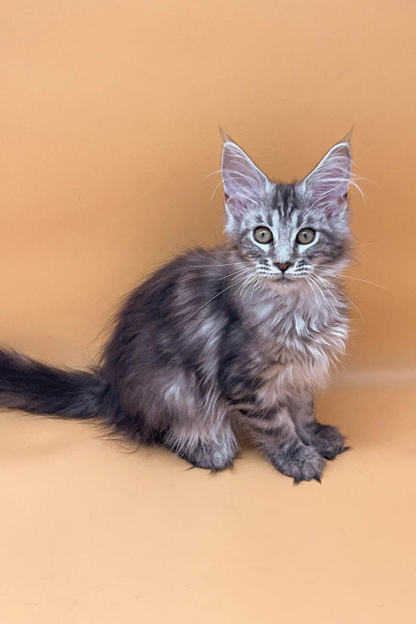 Gray tabby kitten in Juliana Maine Coon Kitten product looking playful and adorable