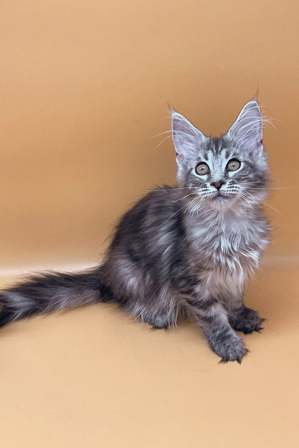 Adorable Gray Tabby Maine Coon Kitten named Juliana, perfect for cat lovers