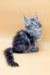 Long-haired grey Maine Coon kitten named Juliana with stunning blue eyes