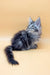 Long-haired grey Maine Coon kitten with blue eyes sitting regal and cute