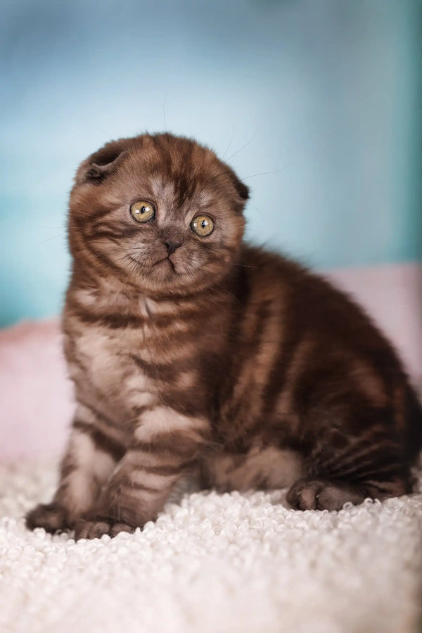 Julie | scottish fold kitten