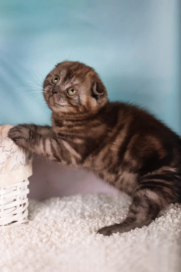 Julie | scottish fold kitten