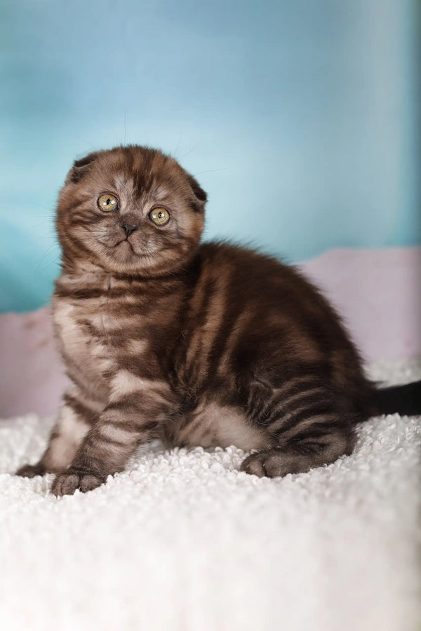 Julie | scottish fold kitten