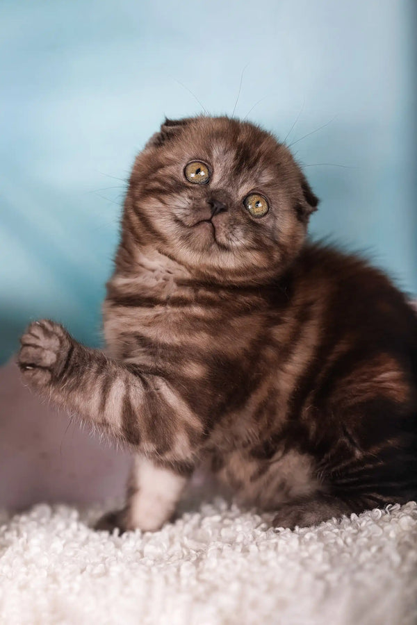 Julie | scottish fold kitten