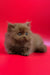 Juliet | british longhair kitten