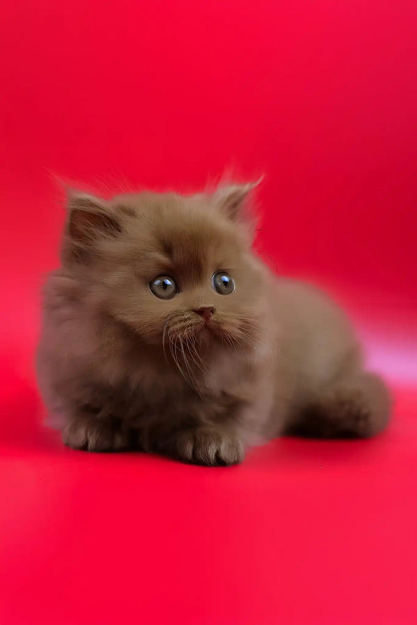 Juliet | british longhair kitten