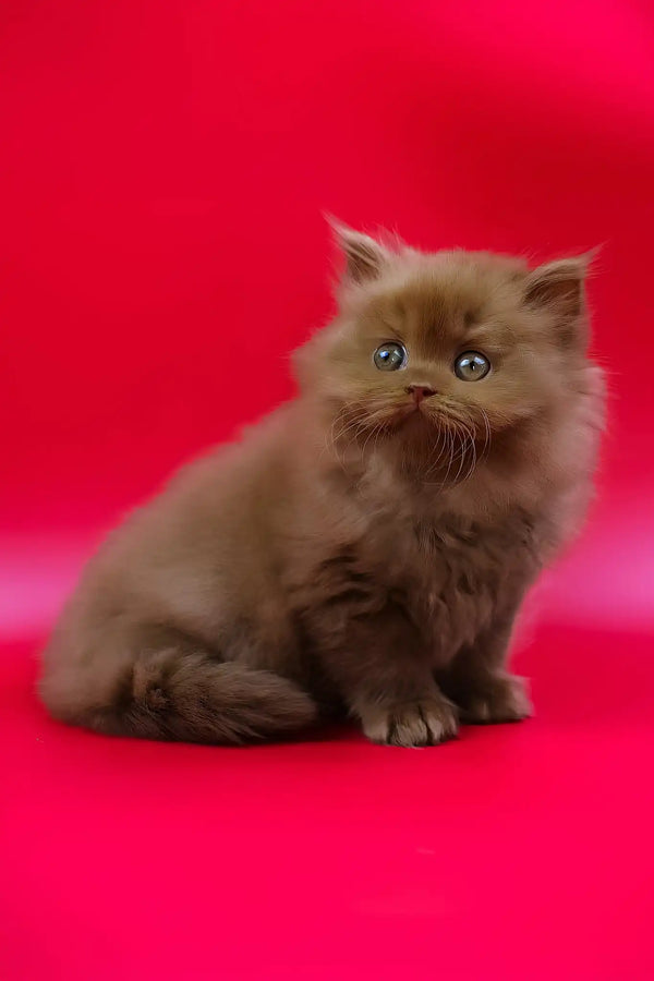 Juliet | british longhair kitten