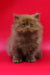 Juliet | british longhair kitten