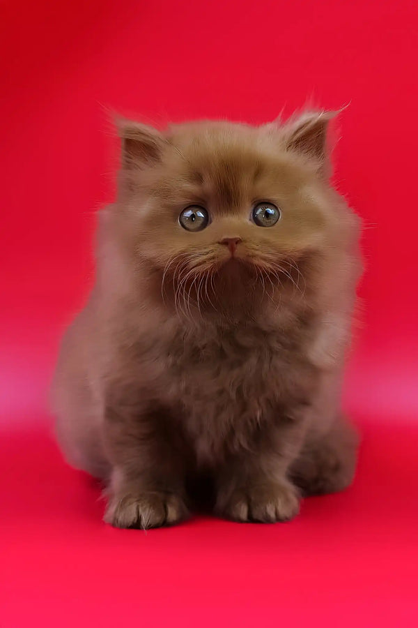 Juliet | british longhair kitten