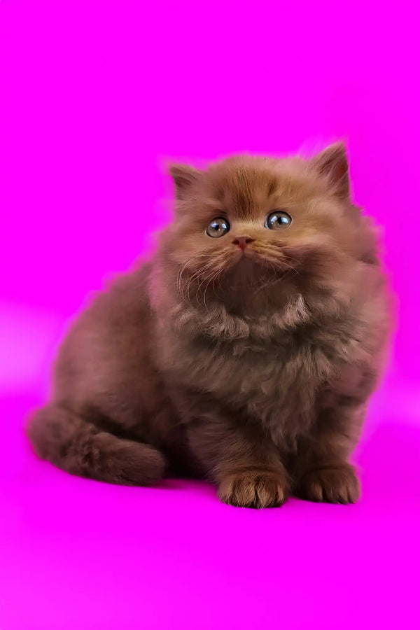 Juliet | british longhair kitten