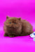 Juliet | british longhair kitten