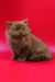 Juliet | british longhair kitten