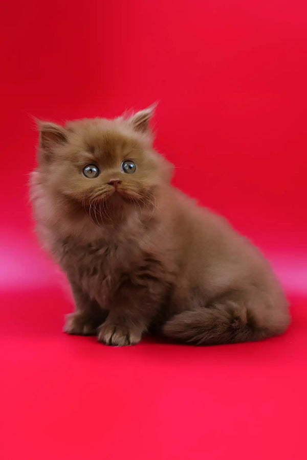 Juliet | british longhair kitten