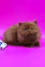 Juliet | british longhair kitten