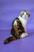 Julija | scottish fold kitten
