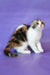 Julija | scottish fold kitten