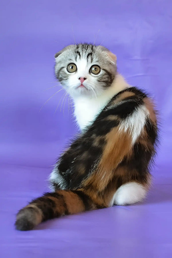 Julija | scottish fold kitten