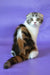 Julija | scottish fold kitten