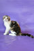 Julija | scottish fold kitten