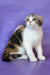 Julija | scottish fold kitten