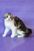 Julija | scottish fold kitten