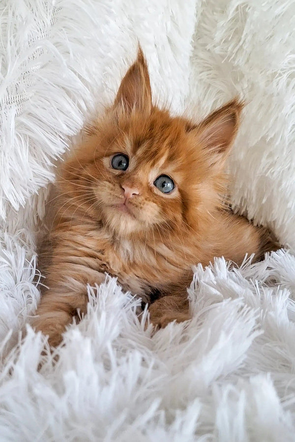 Adorable Maine Coon kitten with blue eyes snuggled in fluffy white fur