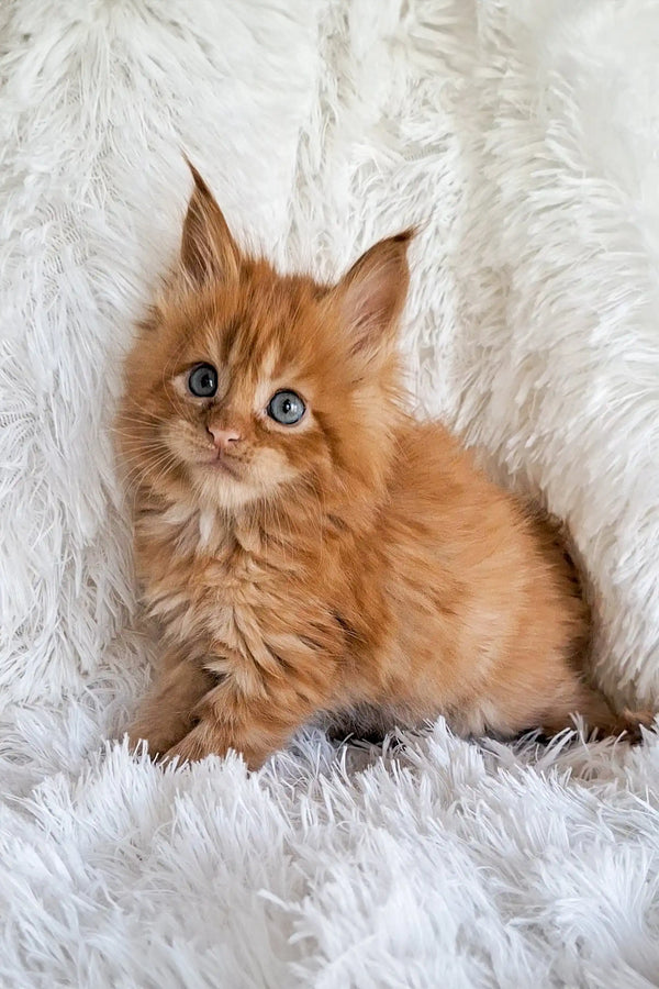 Fluffy orange Maine Coon kitten with bright blue eyes, Julius the adorable coon kitten