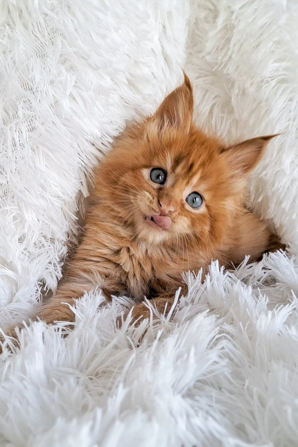 Fluffy orange Maine Coon kitten with bright blue eyes named Julius