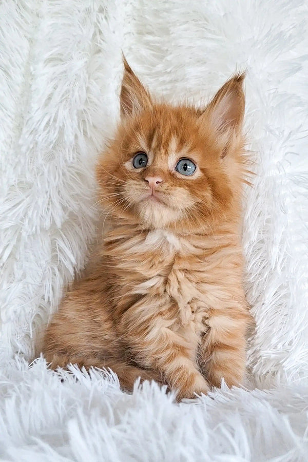 Adorable ginger Maine Coon kitten with fluffy fur and bright blue eyes