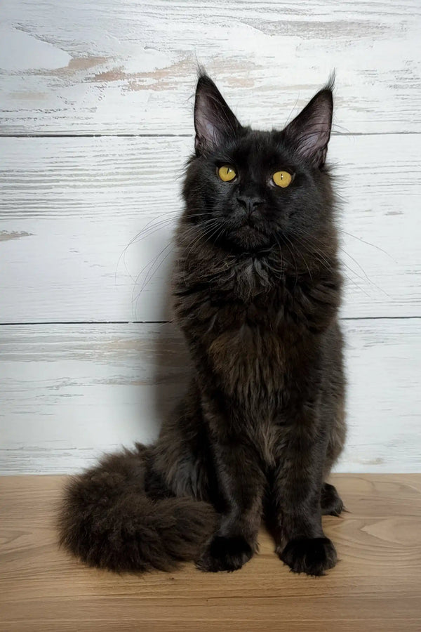 Cute Black Maine Coon cat in the July Maine Coon Kitten product display