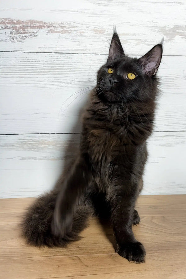 Black Maine Coon kitten with striking yellow eyes for July product showcase