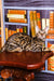 Jun Bengal Kitten lounging on a wooden table in front of a cozy bookshelf