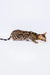 Jun Bengal Kitten crouching on a white surface showing off its spotted coat